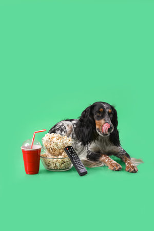 Cute cocker spaniel dog with bowls of popcorn, soda and TV remote lying on green background