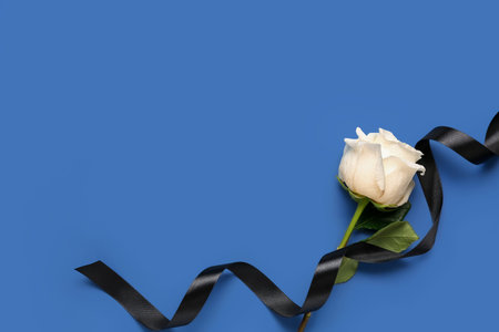 White rose with black ribbon on blue backgroundの写真素材