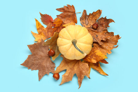Composition with fresh pumpkin, chestnuts and autumn leaves on blue backgroundの写真素材