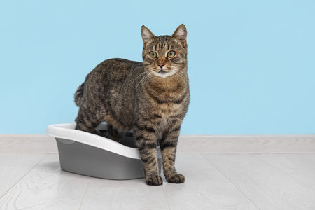 Cute cat with litter box near blue wallの写真素材