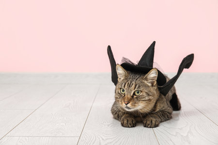Cute cat with witch hat and bat wings near pink wallの写真素材