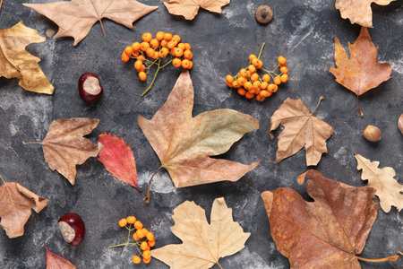Autumn leaves with chestnuts and rowan on black grunge backgroundの写真素材