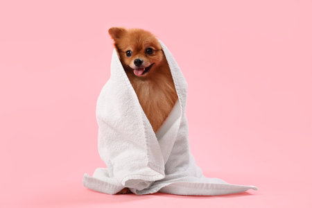 Cute Pomeranian spitz with towel after washing on pink backgroundの写真素材