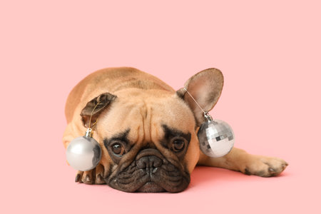 Cute pug dog with Christmas balls lying on pink backgroundの写真素材