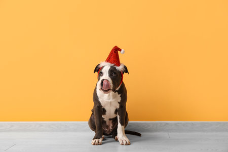 Cute Staffordshire Terrier puppy in Santa hat near yellow wallの写真素材