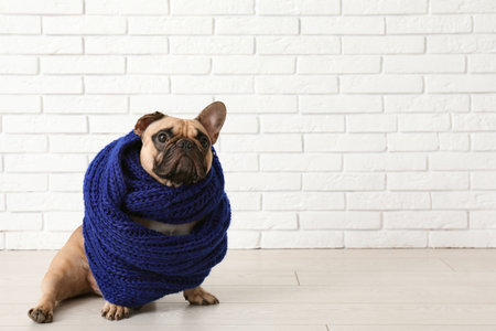 Cute French bulldog with warm scarf near white brick wallの写真素材