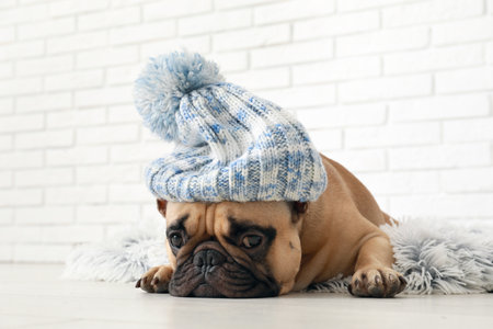 Cute French bulldog in warm hat at homeの写真素材