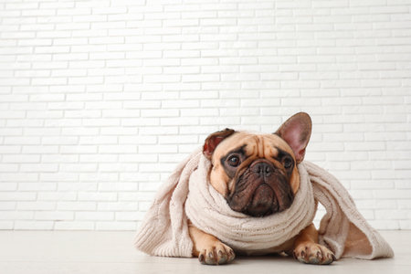 Cute French bulldog with scarf near white brick wallの写真素材