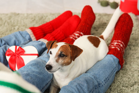 Jack Russell terrier with mature couple at home on Christmas Eve, closeupの写真素材