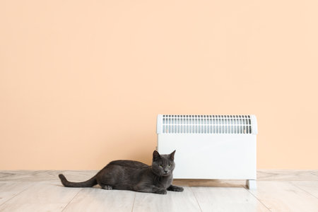 Cute cat with radiator near beige wallの写真素材