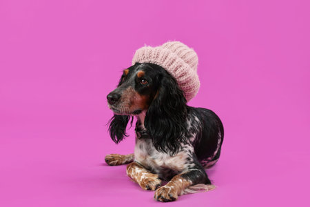 Cute cocker spaniel in warm hat on purple background