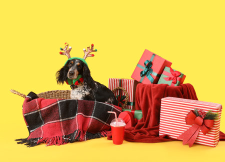 Cute cocker spaniel in basket with Christmas gifts on yellow backgroundの写真素材
