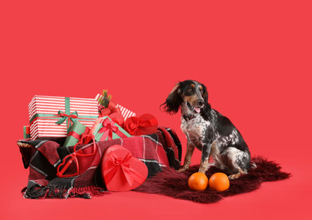 Cute cocker spaniel with Christmas gifts and oranges on red backgroundの写真素材