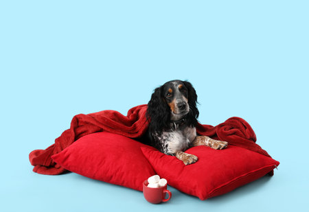 Cute cocker spaniel with plaid, pillows and cocoa on blue backgroundの写真素材