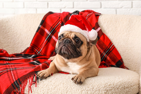 Cute French bulldog in Santa hat on sofa at homeの写真素材