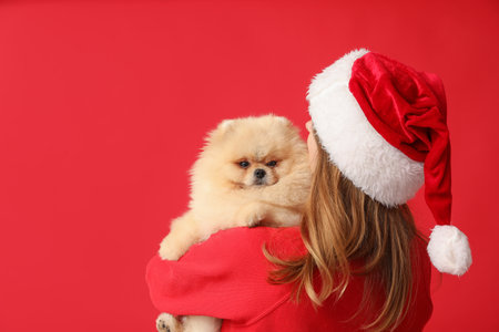 Young woman in Santa hat with cute Pomeranian dog on red backgroundの写真素材
