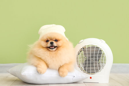 Cute Pomeranian spitz in hat with pillow and electric fan heater near green wallの写真素材