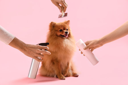 Female groomers taking care of cute Pomeranian spitz on pink backgroundの写真素材
