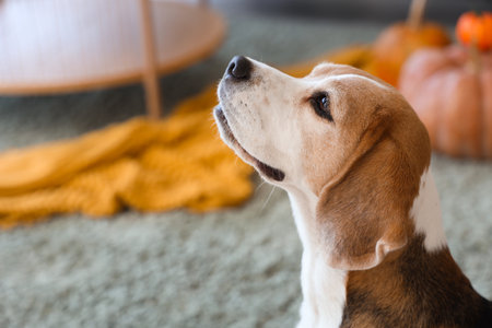 Cute Beagle dog at home on Thanksgiving Day, closeupの写真素材