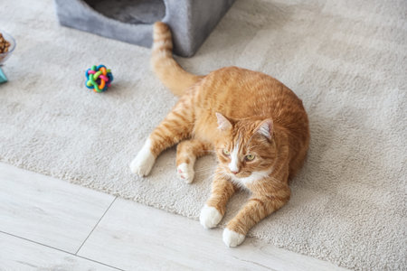 Cute cat lying on carpet at home