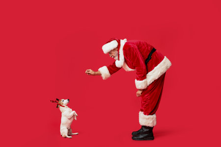 Santa Claus with cute Jack Russell Terrier dog in reindeer horns on red backgroundの写真素材