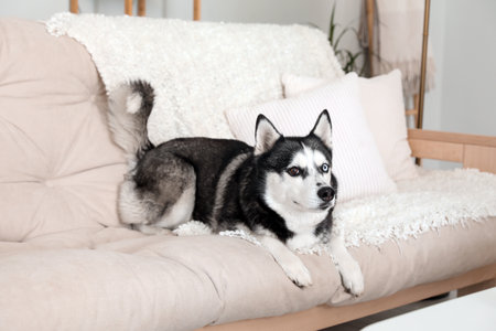 Adorable Husky dog on sofa at homeの写真素材