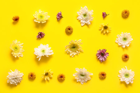 Different beautiful chrysanthemum flowers on yellow backgroundの写真素材