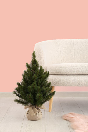 White sofa and small Christmas tree near pink wallの写真素材