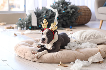 Naughty Staffordshire Terrier in reindeer horns with torn pillow at home on Christmas Eveの写真素材