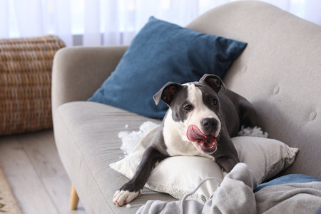 Naughty Staffordshire Terrier with torn pillow lying on sofa at homeの写真素材