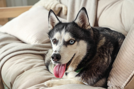 Cute Husky dog lying on sofa in living room, closeup