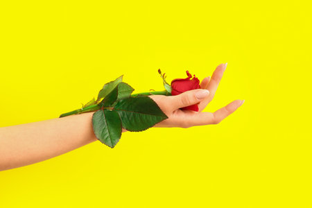 Female hand with beautiful red rose on yellow background. Valentine's day celebrationの写真素材