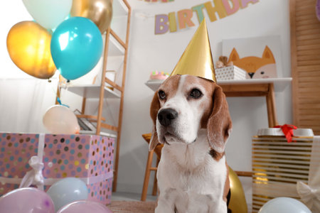 Adorable Beagle dog with party hat celebrating birthday at homeの写真素材
