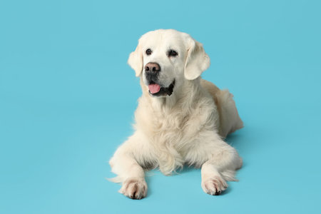 Adorable golden retriever on blue background