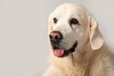 Adorable golden retriever on gray background, closeupの写真素材