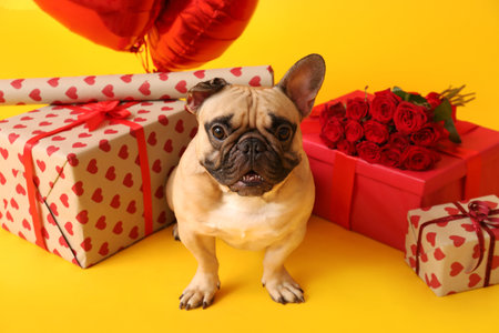 Cute French bulldog with heart shaped balloons, gifts and roses on yellow background. Valentine's Day celebrationの写真素材