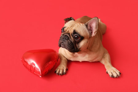 Cute French bulldog with heart shaped balloon on red background. Valentine's Day celebrationの写真素材