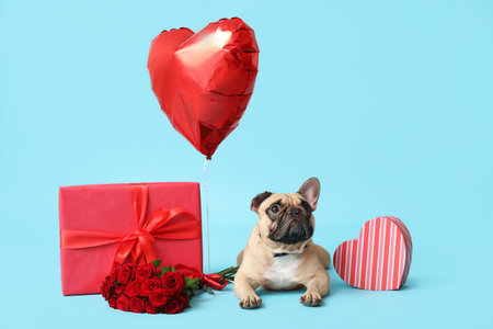 Cute French bulldog with gift boxes, balloon and roses on blue background. Valentine's Day celebrationの写真素材