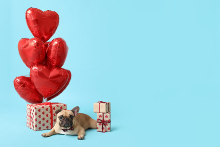 Cute French bulldog with heart shaped balloons and gifts on blue background. Valentine's Day celebrationの写真素材