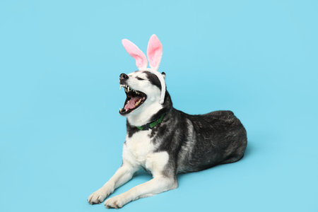 Adorable Husky dog with bunny ears on blue background. Easter celebrationの写真素材