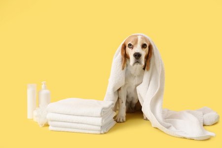 Cute Beagle dog with bath accessories on yellow backgroundの写真素材