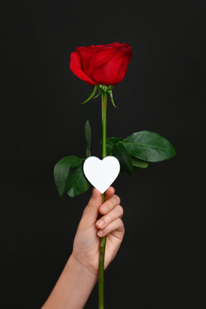 Female hand with beautiful red rose and heart on black backgroundの写真素材