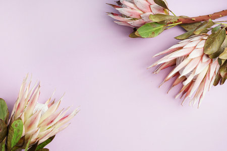 Beautiful protea flowers on lilac backgroundの写真素材