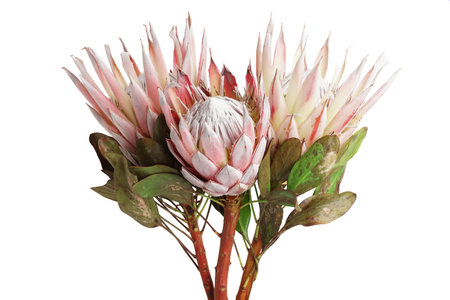 Beautiful protea flowers on white backgroundの写真素材