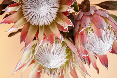 Beautiful protea flowers on yellow backgroundの写真素材