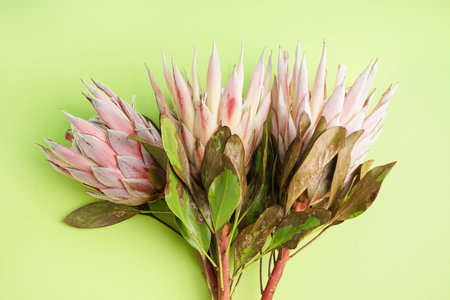 Beautiful protea flowers on green background