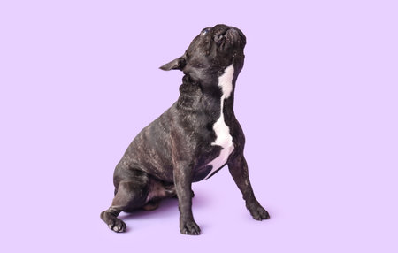 Cute French bulldog on lilac backgroundの写真素材