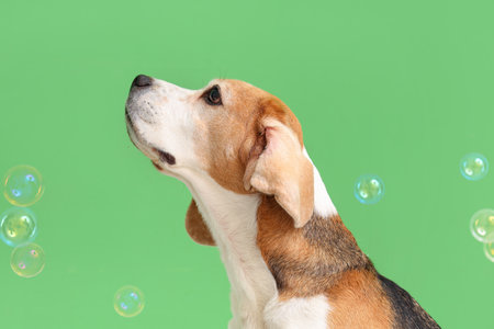 Portrait of funny Beagle dog and soap bubbles on green backgroundの写真素材