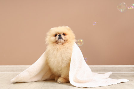 Cute dog with soap bubbles and towel sitting near brown wallの写真素材