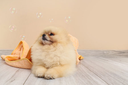 Cute dog with soap bubbles and towel lying near beige wallの写真素材